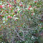 DSCN0798