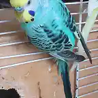 periquito papillero azul