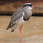 Vanellus coronatus (6-8-17 Zoo K?ln)
