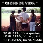 CICLO  DE  VIDA