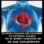 la  unica funcion del corazon