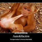 autofelacion