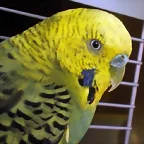 Pico Pablo