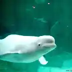 ballena-beluga-oceanografico-valencia