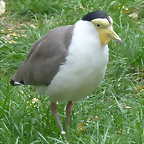 Vanellus miles (21-9-18 Best zoo)