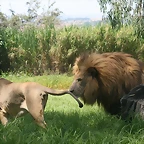 Lion Park 7-03-09 112