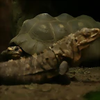 Zoo de Barcelona 27-03-11 358