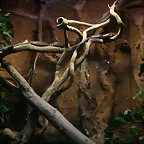 Zoo de Barcelona 27-03-11 396