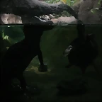 Zoo de Barcelona 27-03-11 380