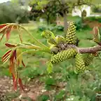 hojas y fruto del nogal