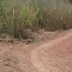 PASEO MOLINO DEL CH?CAMO. 5-9-2015 (11)