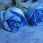 blue roses