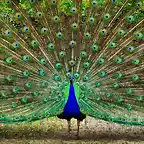 el-pavo-real-indio-o-azul-es-el-mas-comun