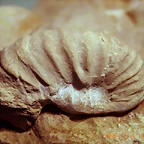 n5