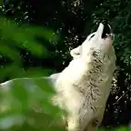 WhiteWolfHowling