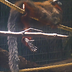 Callicebus discolor 1 (1-10-23 Zoo de Quito)