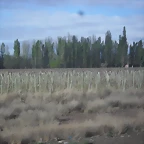 SDC11422