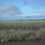 SDC11423