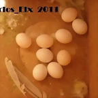 9  huevos minnie y rikki