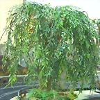 ,,Sauce 002 (Small)