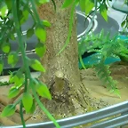 ,,Sauce 005 (Small)