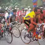 Perico-Tour1985-Hinault-Pino