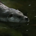 Zoo de Barcelona 309