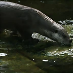 Zoo de Barcelona 305