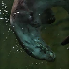 Zoo de Barcelona 284