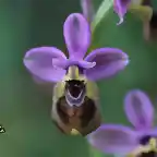 21, abejitas moradas, marca vale