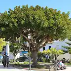 14.-Ficus macrocarpa- Paco Pérez