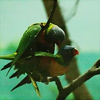 Zoo de Barcelona 09-07-2010 060