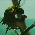 Zoo de Barcelona 09-07-2010 063