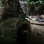Zoo de Barcelona 27-03-11 629