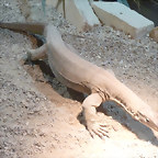 Varanus panoptes 2 (26-9-18 Pairi Daiza)