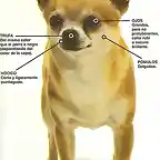 imagen-perro-raza-chihuahua