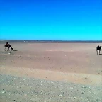 Camellos_en_el_desierto