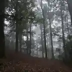 Bosque de hayas, Hidalgo