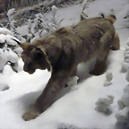 Lynx canadensis (1-8-19 AMNH Bernard, det yo)