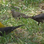 Molothrus, Sicalis et Columbina (1-10-23 Zoo de Quito)