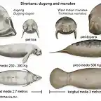 diferencia-entre-manaties-y-dugongos