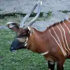 Bongo (Tragelaphus  euryceros)