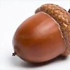bellota