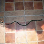Serpiente terraza 1