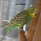 3 pollo 1-10-10 VAR!