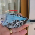 6 pollo 1-10-10 VAR