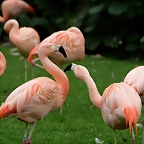 Zoo de Barcelona 15-02-11 747
