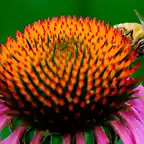 Lindsay-Silverman-Bee-on-flower
