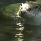 nutria