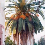 Cartagena